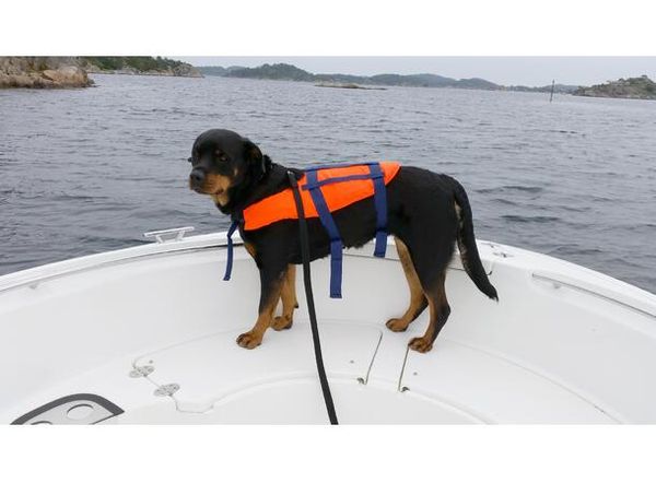 Hovedbilde Redningsvest for hund - Fra 3-40 kg